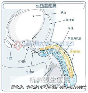 阴茎弯曲的危害